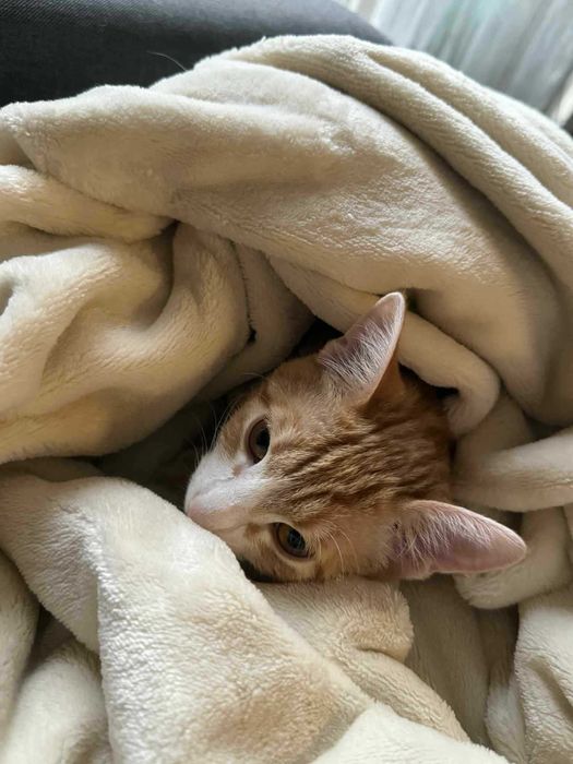 Женско Коте Родено на 01.07