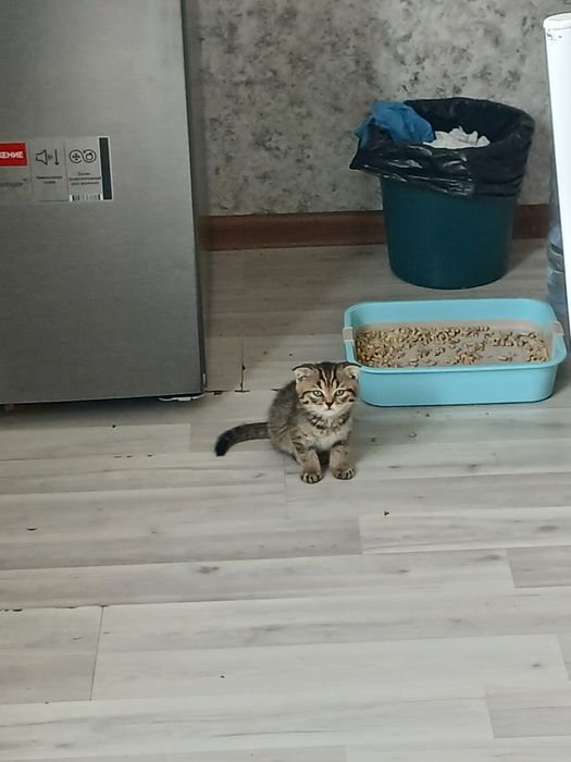 Шотландские вислоухие