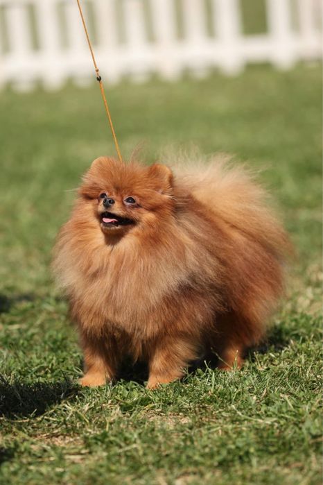 Pomeranian cu pedigree FCI