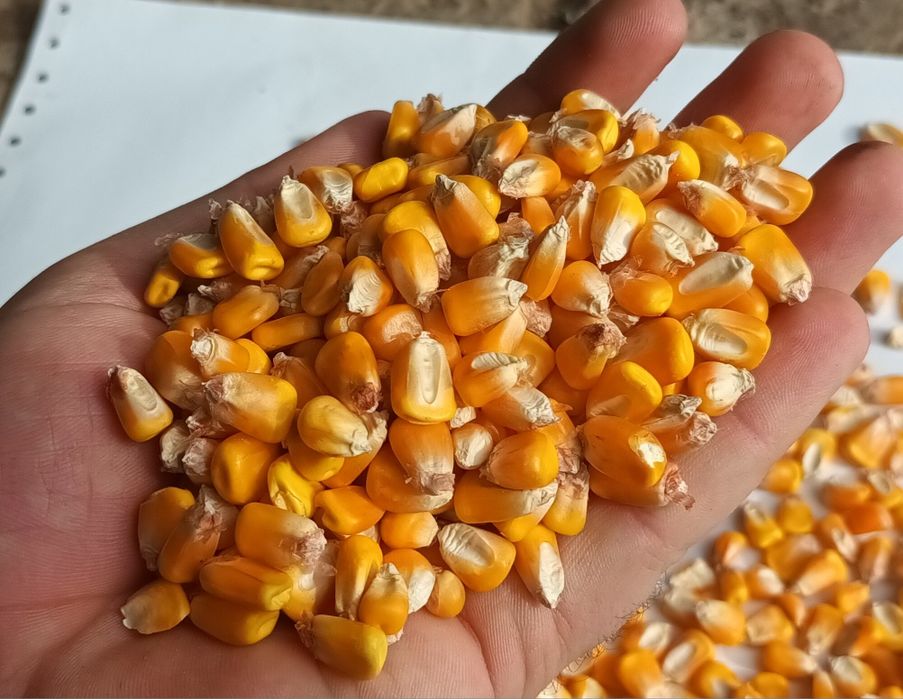 Vand porumb boabe recolta 2025