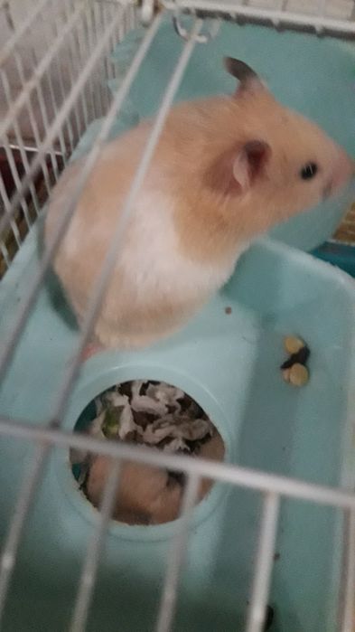 продам Сериского хомика 2000тг 4мкр