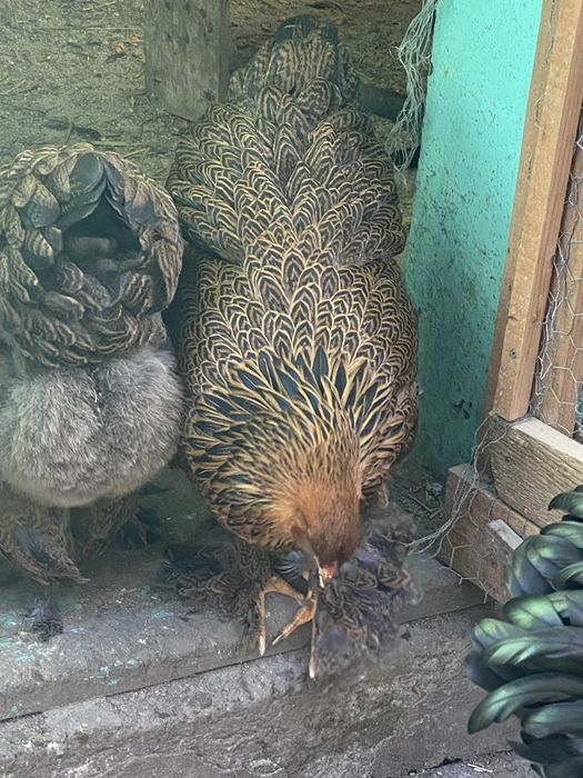 Oua brahma potarnichiu