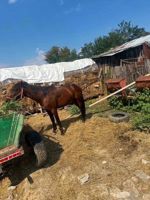 Cal de trei ani in Călui