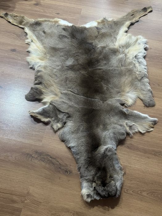 Trofeu Blana caprioara