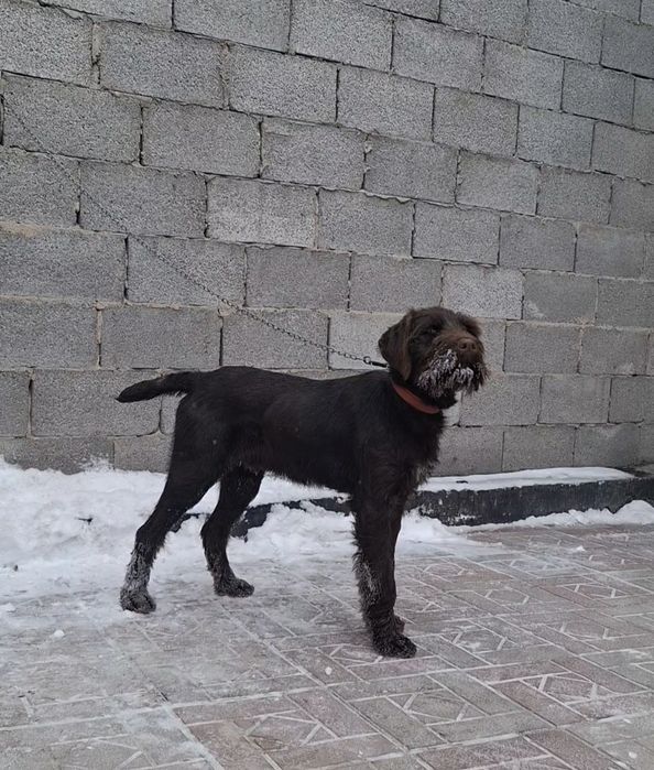 Продам щенка дратхаар