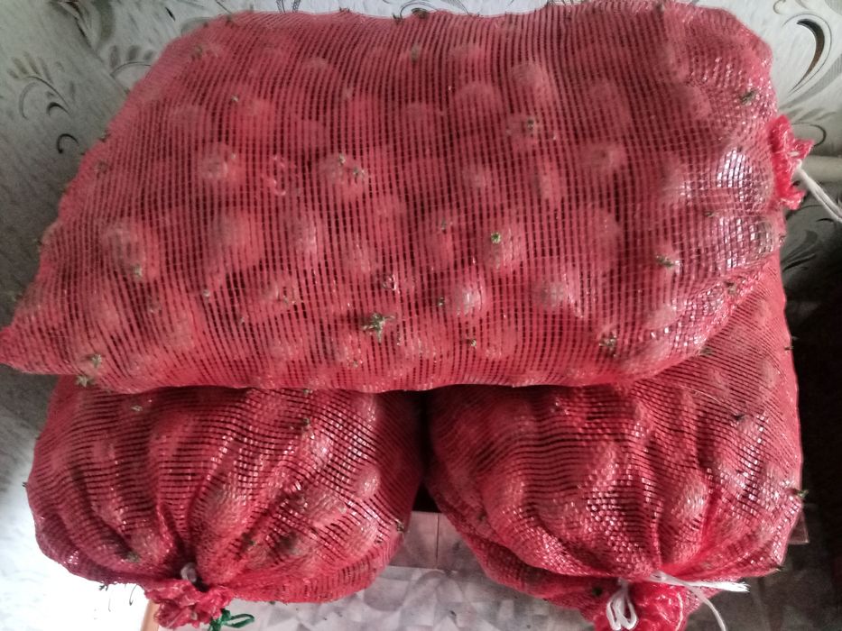 Картофель семенной