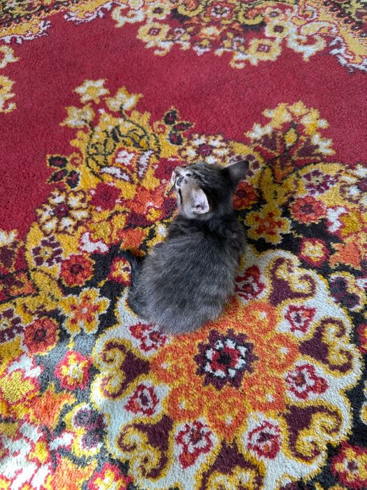 3 котенка, британцы