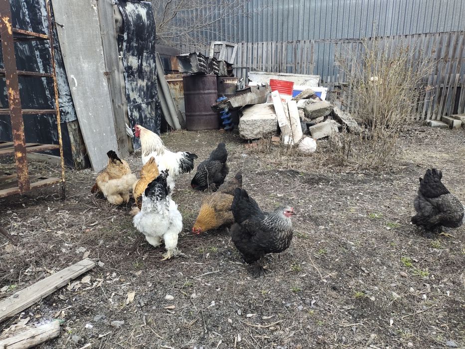 Куры брамо разный окрас