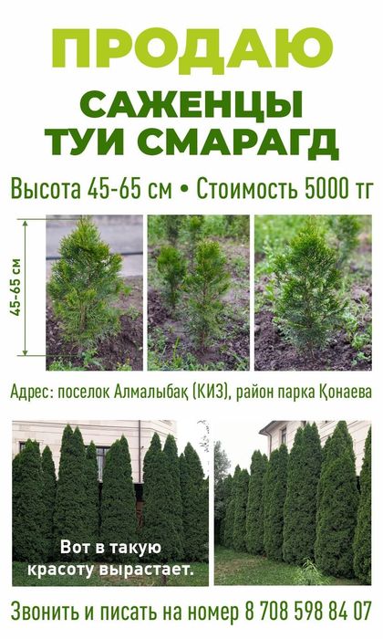 Саженцы туи Смарагд