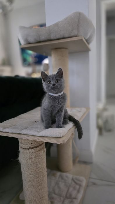 British shorthair blue