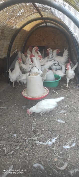 Продам петухов разных