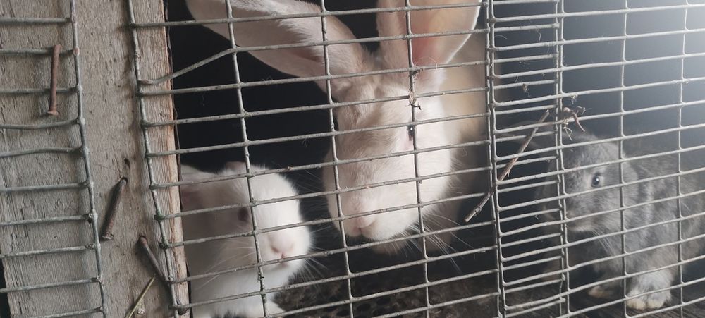 Продам кроликов крупных