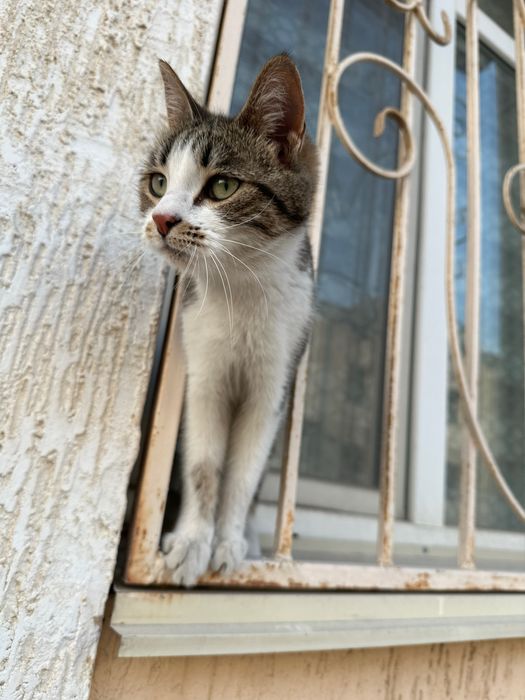 Взрослая кошка. Отдам даром