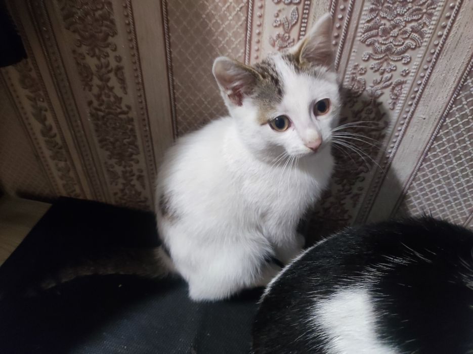Отдам котенка в добрые руки