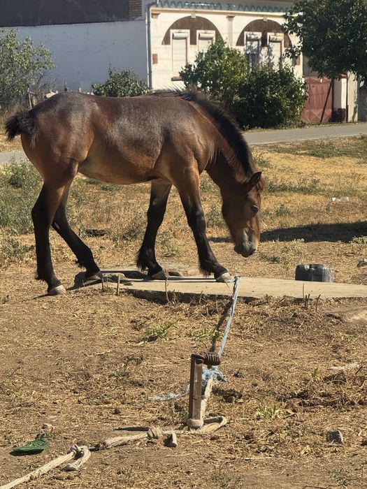 Caii de vanzare judetul arad