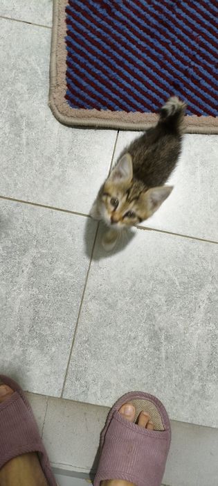Котенок в добрые руки
