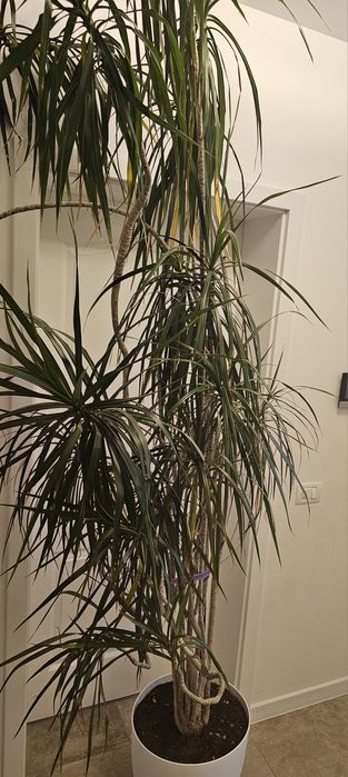 Vand Dracaena marginata (Dracaena cu frunze înguste),Vand Dracaena marginata (Dracaena cu frunze înguste)