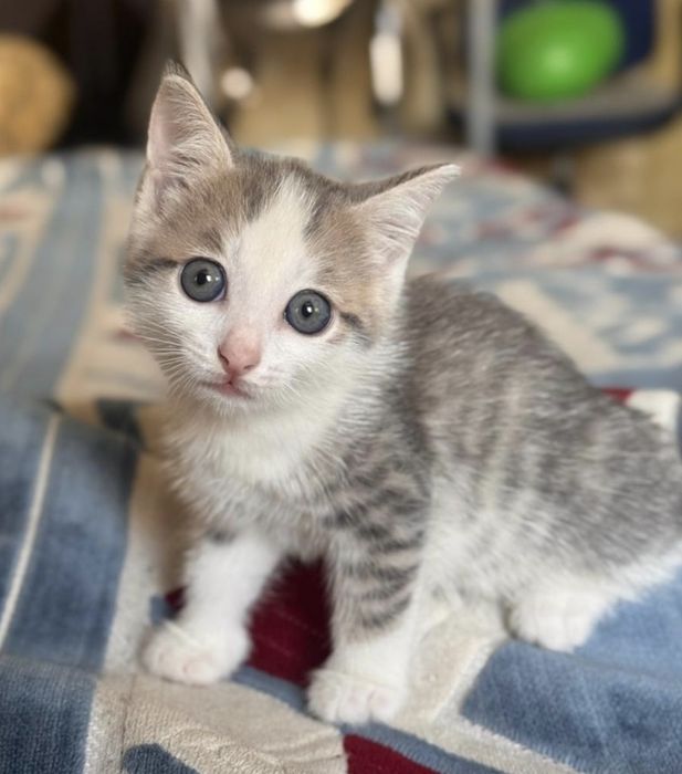 Кошечка. Девочка