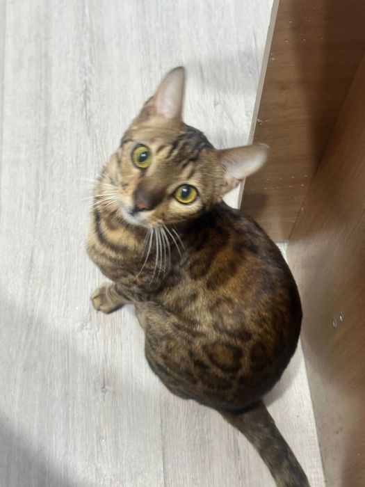 Кот бельгийский стерилизован