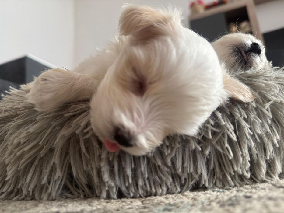 Pui bichon havanez x maltez