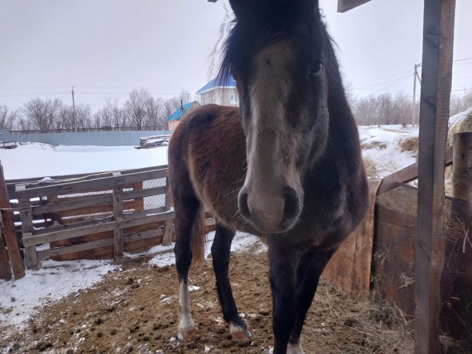 Продам жеребчика, ручной, обучен верховой езде