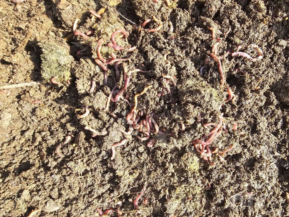 Biogomus va Kaliforniya yomgʻir chuvalchangi sotiladi