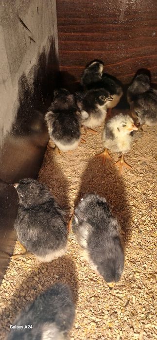 Toza Qora Shaxzoda 1 kunlidan 1 haftaligachon jo'jalari sotiladi