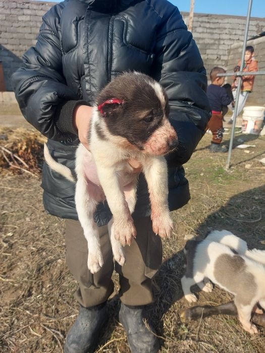 Щенок, Алабай, САО. Собака