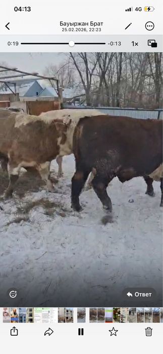 Бұқалар сатылады