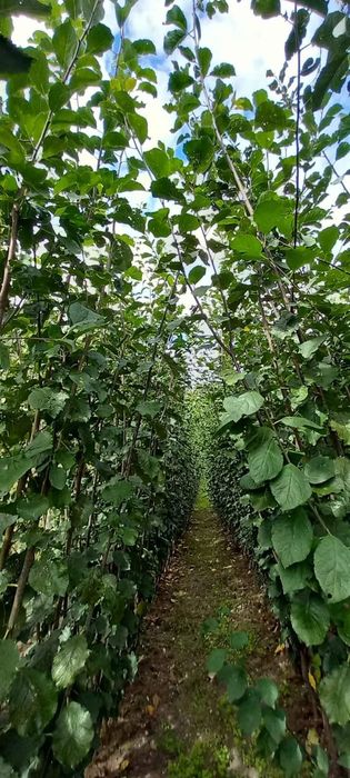 Pomi fructiferi producător