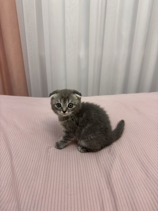 O’yinqaroq Scottish Fold mushukcha sotiladi!