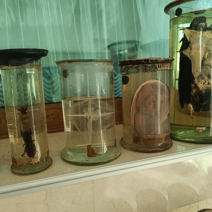 Консервирани Препарирани влечуги животни и в стъкленица