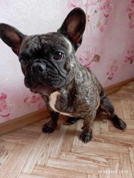 Вязка французский бульдог