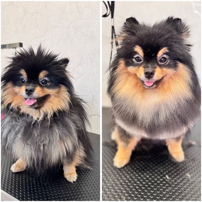 Предлагаю услуги груминга для собак