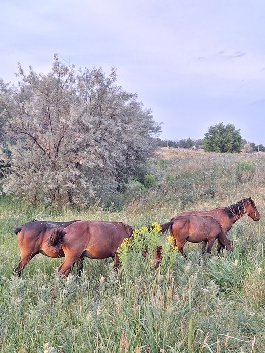 Жылкы құлындар 4 еу сатылады