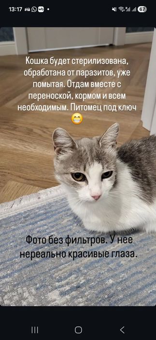 Кошка красавица в добрые руки