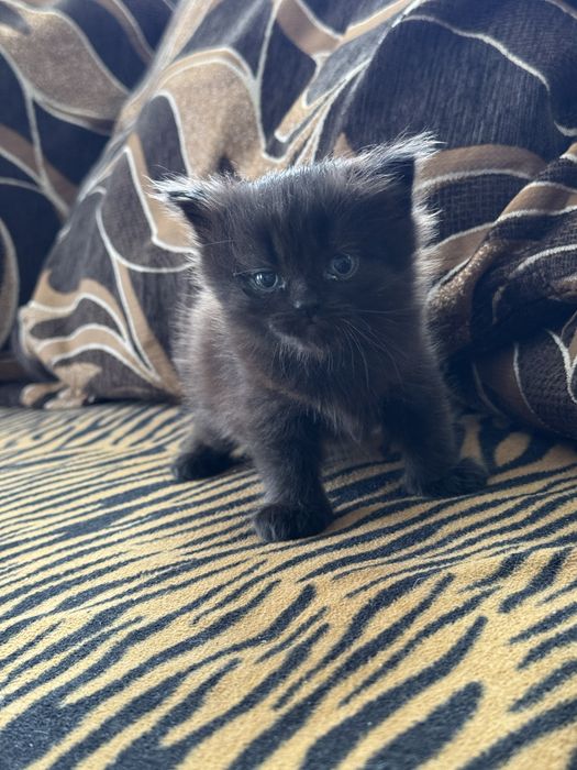 Котята 1 мес (девочки)
