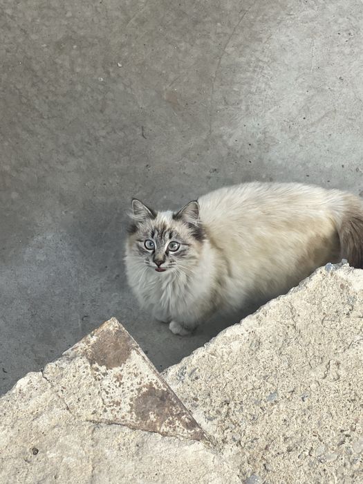 Отдам котенка бесплатно