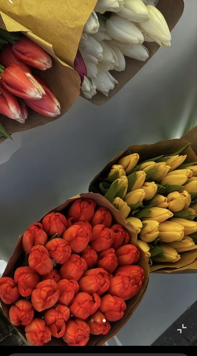 Тюльпан оптом  к 8 марта