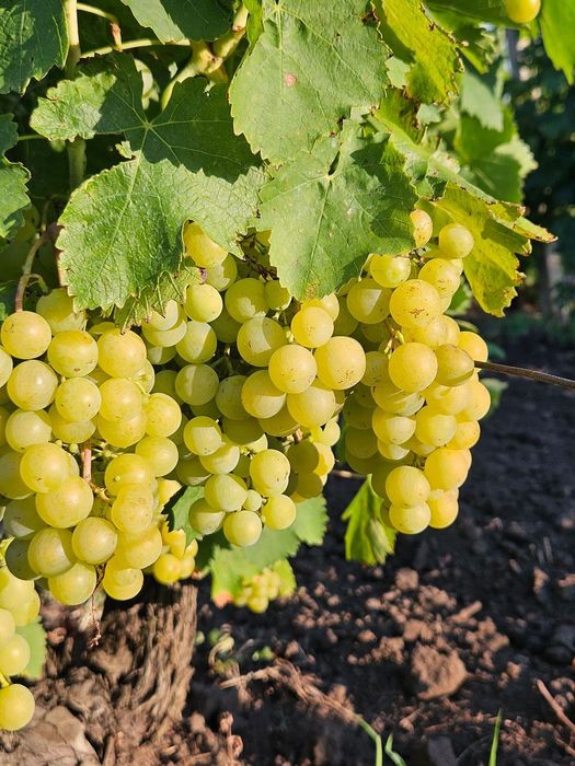 Sezonul mustului de lechinta a inceput /must ravac debubortat limpede