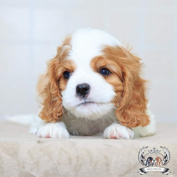 Кавалер Кинг Чарльз Спаниель