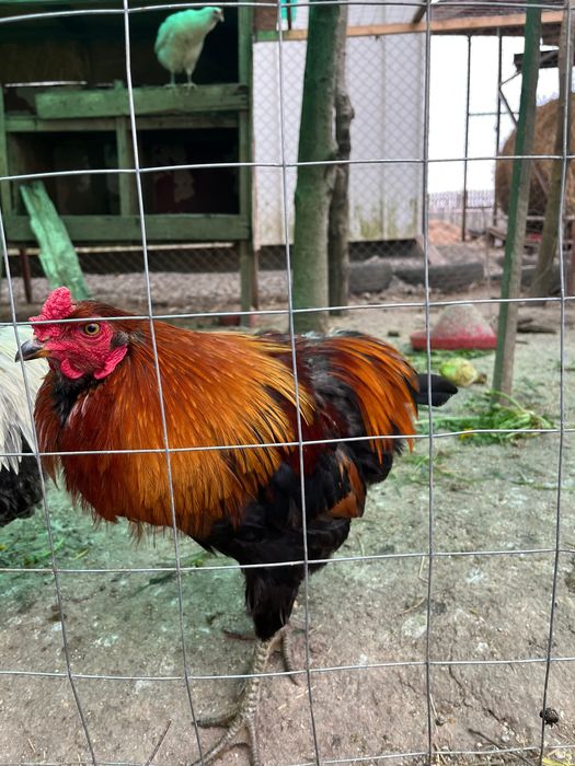 CocoșI de vânzare