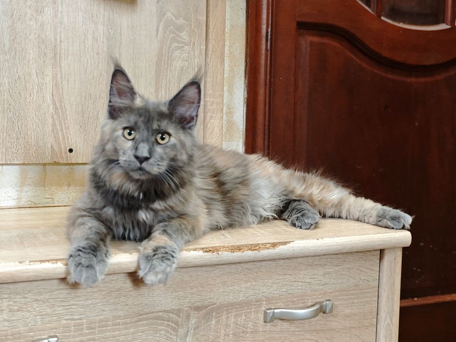 Мейн Кун девочки