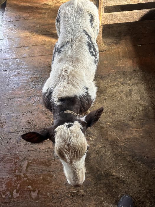 Vând vitel de rasă.