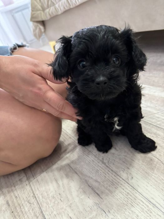 150000 продам щенков породы чипу