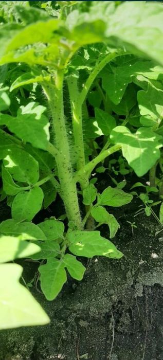 Продам  рассаду Помидоры  ,перец  ,,баклажаны