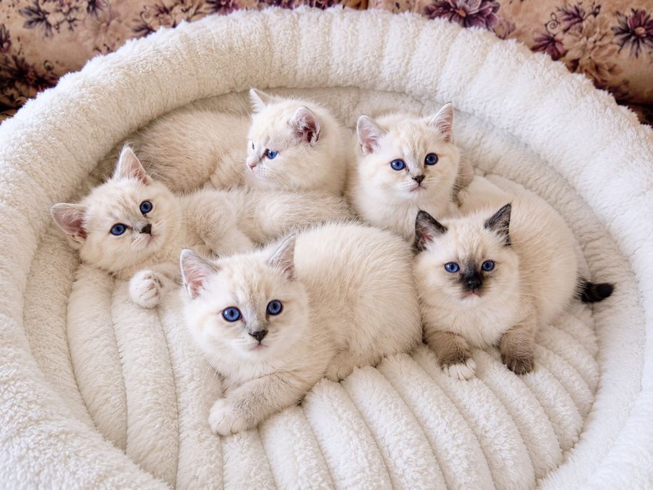 Puiuți ragdoll disponibili
