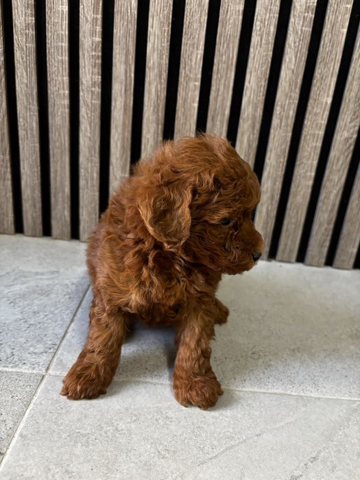 Мини пудел момче / Mini Poodle Boy