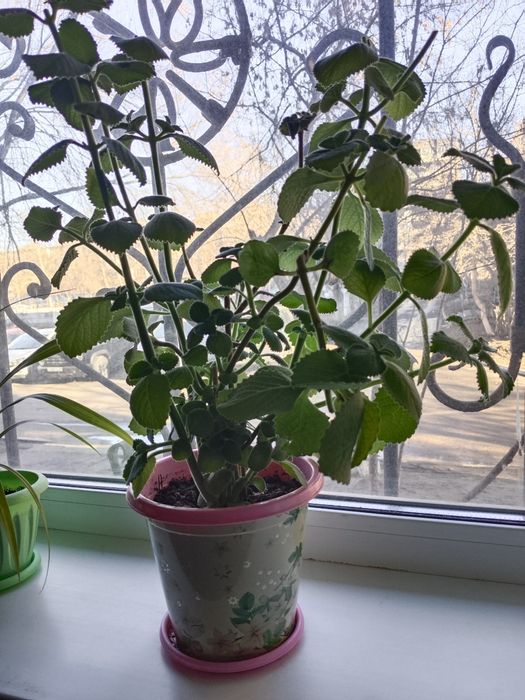 Комнатное растение