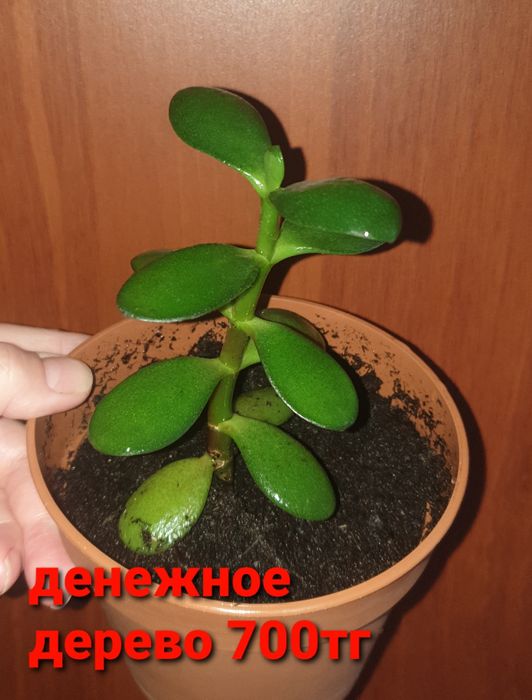 Комнатные растения